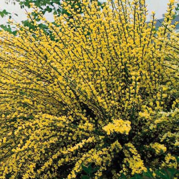 Cytisus praec. 'Allgold' 0.40 à 0.60 m Cont. 