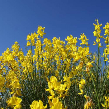Cytisus (s) 'Golden Sunlight' 0.40 à 0.60 m Cont. 