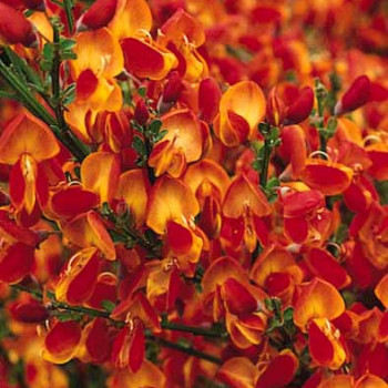 Cytisus (s) 'Lena' 0.40 à 0.60 m Cont. 
