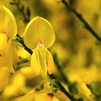 Cytisus (s) 'Luna' 0.40 à 0.60 m Cont. 