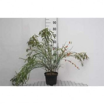 Cytisus (s) 'Palette' 0.40 à 0.60 m Cont. 