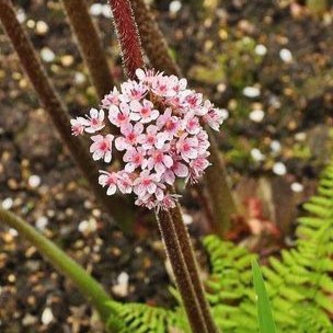 Darmera peltata (=peltiphyllum pelt.)  Pot 9 