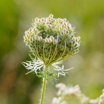 Daucus carota  Pot 9 