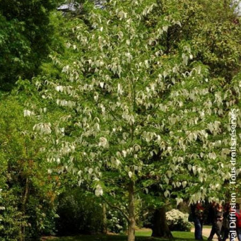 Davidia involucrata 1.25 à 1.5 m Cont. 