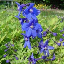 Delphinium (b) 'Bellamosum'  Pot 9 
