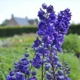 Delphinium (p) 'Black Knight'  Pot 9 