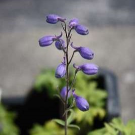 Delphinium (p) 'Blue Bird'  Pot 9 