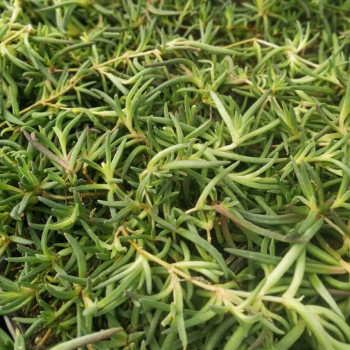 Delosperma cooperi 'Table Mountain'  Pot 9 