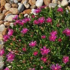 Delosperma cooperi  Pot 9 