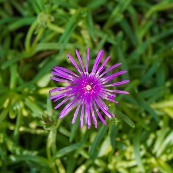 Delosperma sutherlandii  Pot 9 