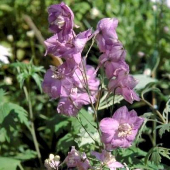 Delphinium (p) 'Astolat'  Pot 9 