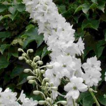 Delphinium (p) 'Galahad'  Pot 9 