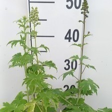 Delphinium (p) 'Summer Skies' (= 'sommerhimmel')  Pot 9 