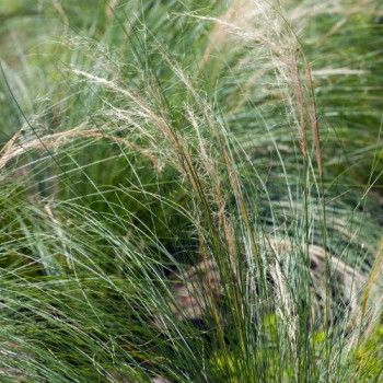 Deschampsia cespitosa  Pot 9 