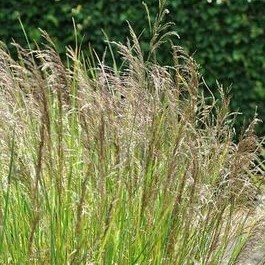 Deschampsia cesp. 'Bronzeschleier'  Pot 9 