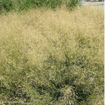 Deschampsia cesp. 'Goldtau'  CT 3 litres 