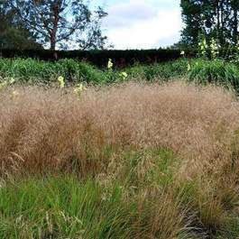 Deschampsia cesp. 'Goldschleier'  Pot 9 