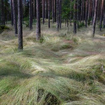 Deschampsia flexuosa  Pot 9 