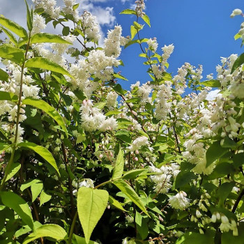 Deutzia cren. 'Pride of Rochester' 0.60 à 0.80 m Cont. 