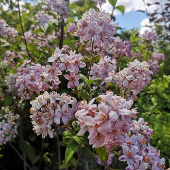 Deutzia hybr. 'Mont Rose' 0.40 à 0.60 m Cont. 