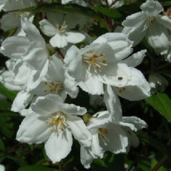Deutzia ros. 'Campanulata' 0.40 à 0.60 m Cont. 