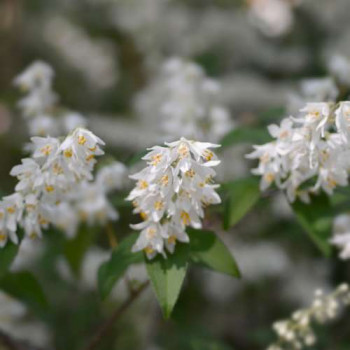 Deutzia scab. 'Plena' 0.60 à 0.80 m Cont. 