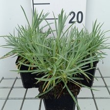 Dianthus (p) 'Albus Plenus'  Pot 9 