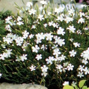 Dianthus delt. 'Albiflorus'  Pot 9 