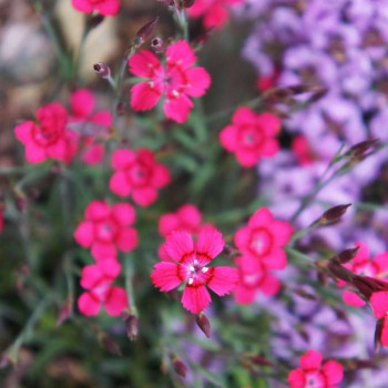 Dianthus delt. 'Brilliant'  Pot 9 