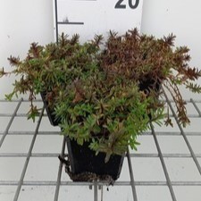 Dianthus delt. 'Leuchtfunk'  Pot 9 