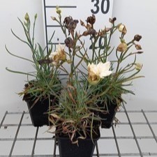 Dianthus (p) 'Devon Cream'  Pot 9 