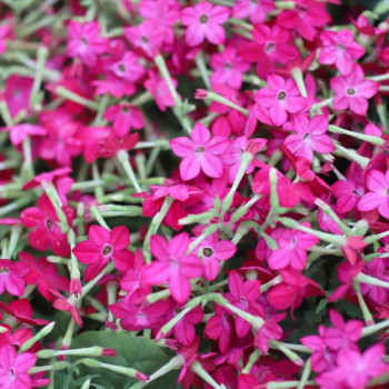 Dianthus delt. 'Flashing Light' ( 'leuchtfunk')  Pot 9 