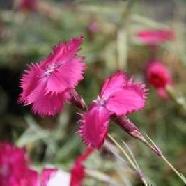 Dianthus gratianopolitanus (=caesius)  Pot 9 