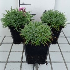 Dianthus grat. 'Eydangeri'  Pot 9 