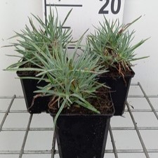 Dianthus grat. 'Rotkäppchen'  Pot 9 