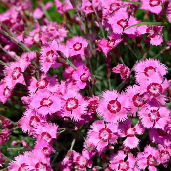 Dianthus allwooddii  Pot 9 