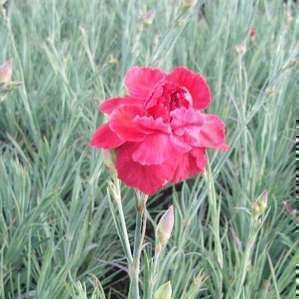 Dianthus (p) 'David'  Pot 9 