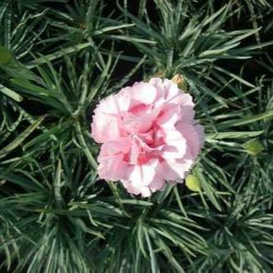 Dianthus (p) 'Doris'  Pot 9 