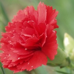 Dianthus (p) 'Heidi'  Pot 9 