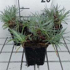 Dianthus (p) 'Ine'  Pot 9 