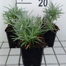 Dianthus (p) 'Maggie'  Pot 9 