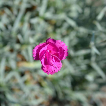 Dianthus (p) 'Warden Hybrid'  Pot 9 