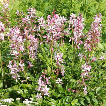 Dictamnus albus ( fraxinella)  Pot 9 
