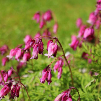 Dicentra spectabilis  Pot 9 