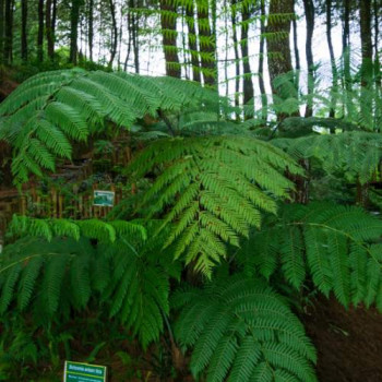 Dicksonia antarctica  CT 10 litres 