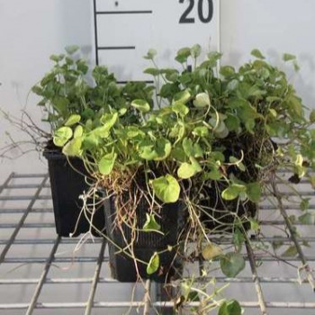 Dichondra sericea 'Emerald Falls'  Pot 9 