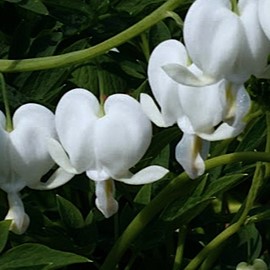 Dicentra spect. 'Alba'  Pot 9 