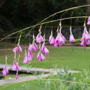 Dierama pulcherrimum  Pot 9 