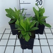 Digitalis ferr. 'Gelber Herold'  Pot 9 
