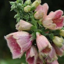 Digitalis hybr. 'Mertonensis'  Pot 9 
